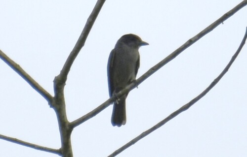 One-colored Becard (Pachyramphus homochrous), photo 9