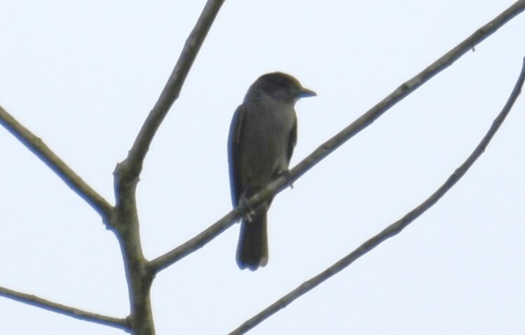 One-colored Becard (Pachyramphus homochrous), photo 6