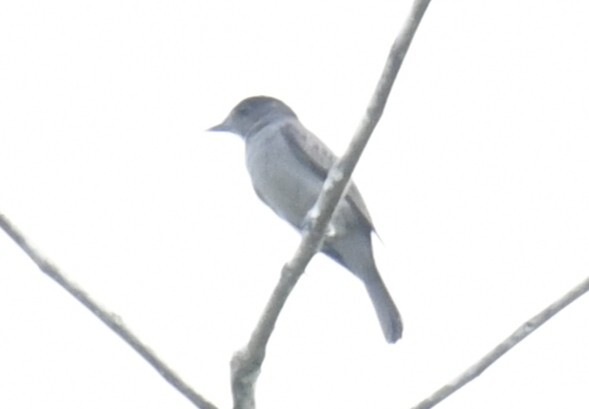 One-colored Becard (Pachyramphus homochrous), photo 4