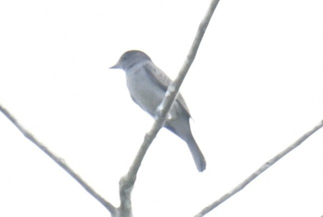 One-colored Becard (Pachyramphus homochrous), photo 5