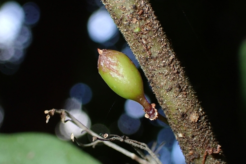 Amborella trichopoda observed 2025-10-25
