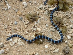 Laticauda laticaudata