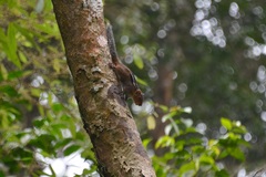 Funambulus tristriatus