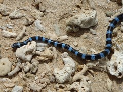 Laticauda laticaudata
