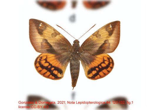 Synpalamides fabricii