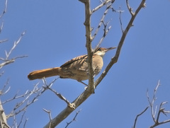 Tarphonomus certhioides