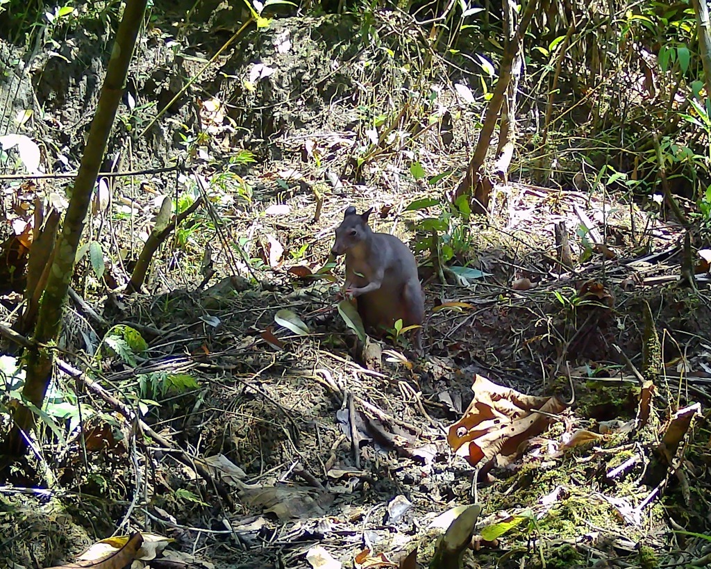 White-Striped Dorcopsis