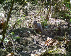 White-Striped Dorcopsis photo 1