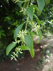 Struthanthus acuminatus