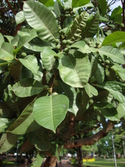 Ficus citrifolia