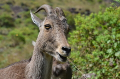 Nilgiritragus hylocrius
