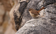 Ochetorhynchus andaecola