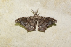 Hyposidra violescens