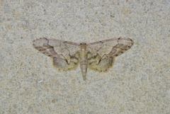 Idaea violacea
