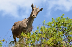 Nilgiritragus hylocrius
