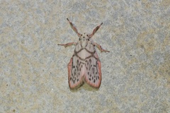 Miltochrista irregularis