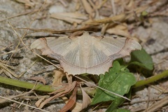 Zeheba aureata