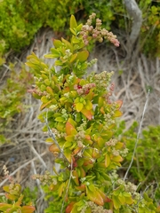 Rhagodia candolleana