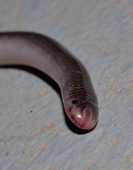 Blackish Blind Snake photo 3