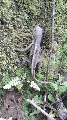 Stenocercus iridescens