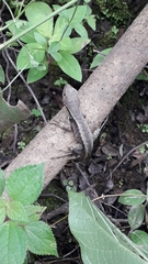 Stenocercus iridescens