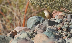 Ochetorhynchus ruficaudus