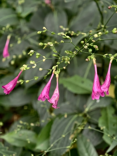Strobilanthes hamiltoniana