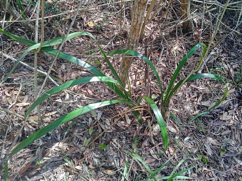 Dianella adenanthera observed 2025-10-25