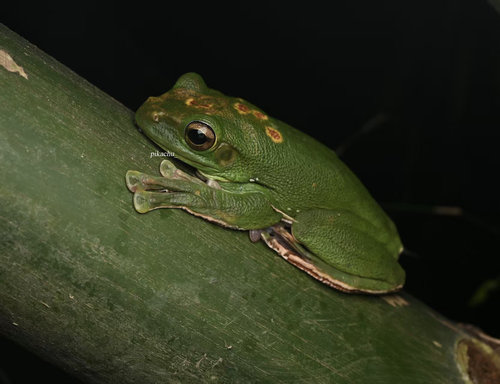 Chinese Flying Frog