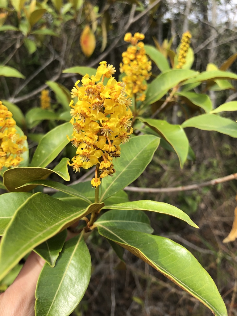 Byrsonima sericea
