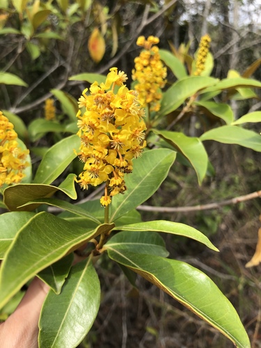 Byrsonima sericea DC.