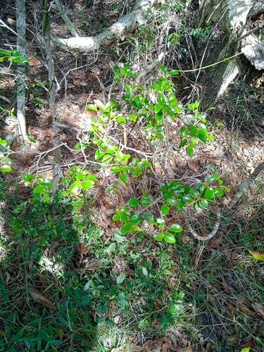 Diospyros minimifolia observed 2025-10-25
