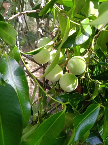 Melodinus phylliraeoides observed 2025-10-25