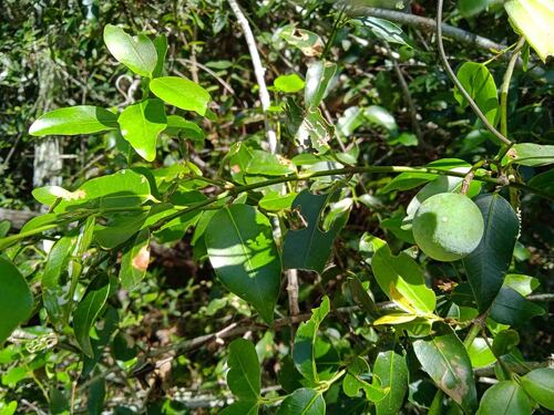 Melodinus phylliraeoides observed 2025-10-25