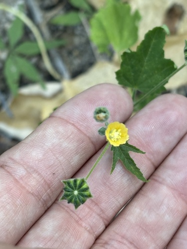Anoda palmata (Anoda palmata)