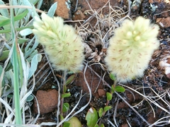 Ptilotus spathulatus