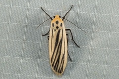 Tigrioides leucanioides