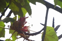 Chiranthodendron pentadactylon