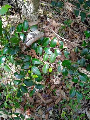 Diospyros minimifolia observed 2025-10-25
