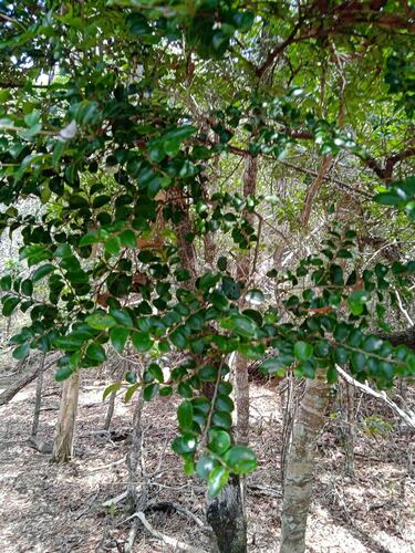 Diospyros minimifolia observed 2025-10-25