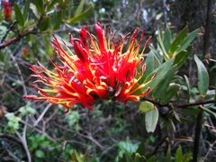 Tristerix longibracteatus