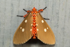 Tinolius eburneigutta