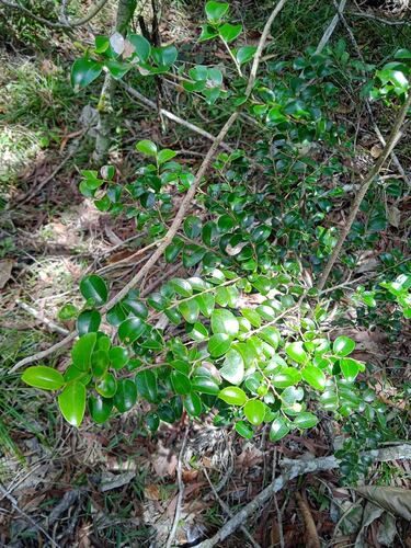 Diospyros minimifolia observed 2025-10-25