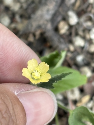Anoda palmata (Anoda palmata)