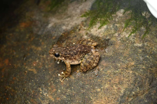 Wuyi torrent frog