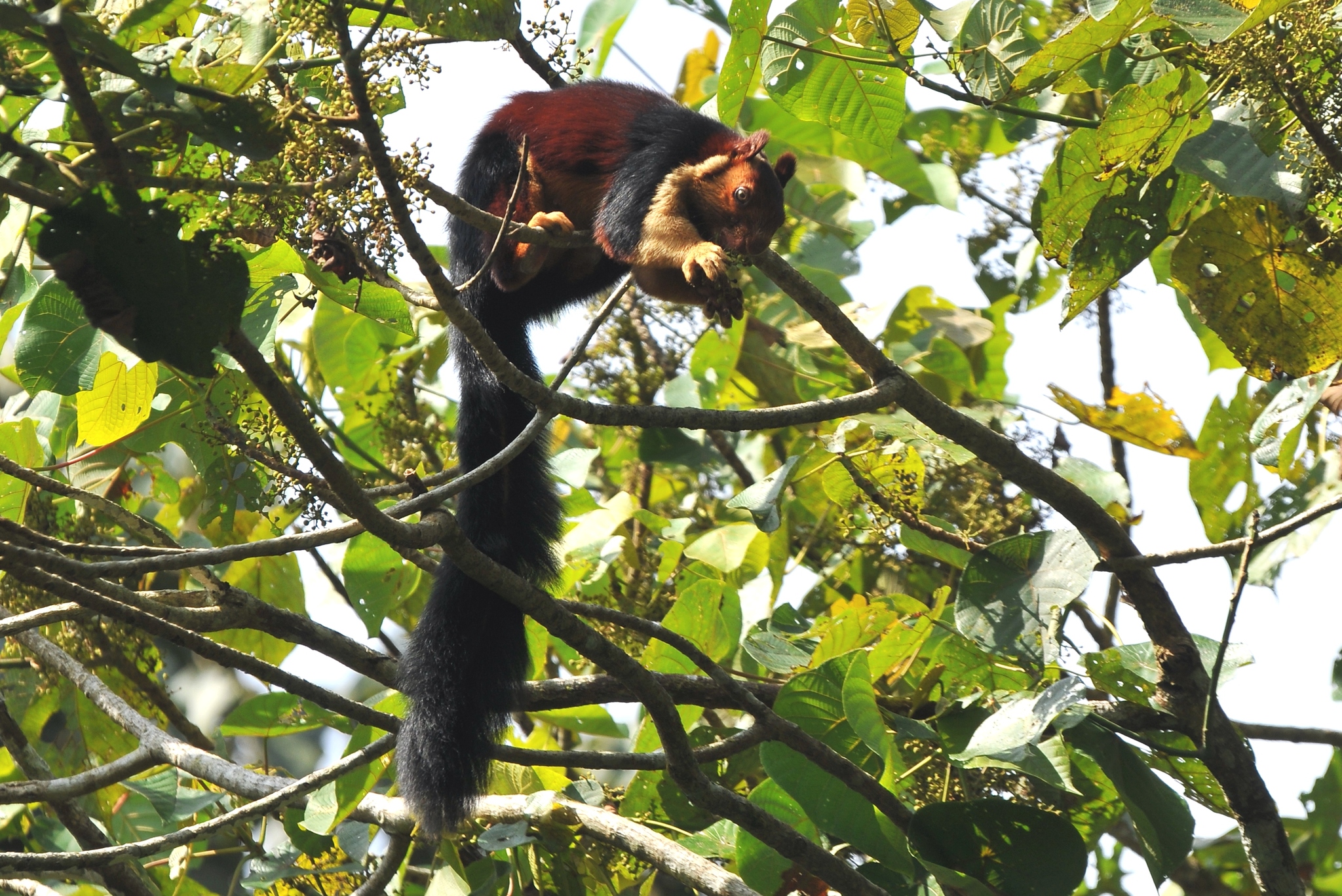 Indian giant squirrel