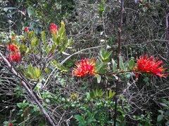 Tristerix longibracteatus