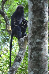 Semnopithecus johnii