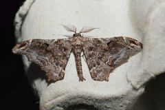 Hyposidra violescens