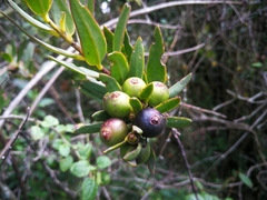 Tristerix longibracteatus